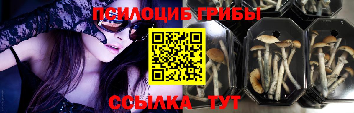 Псилоцибиновые грибы ЛСД Северобайкальск